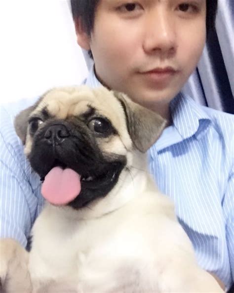 khoa pug